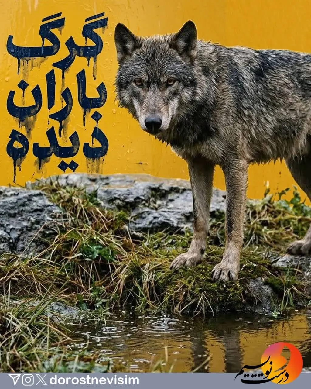گرگ باران‌دیده یا گرگ بالان‌دیده